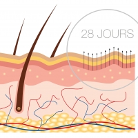 Education aux soins visage - introduction au renouvellement cellulaire